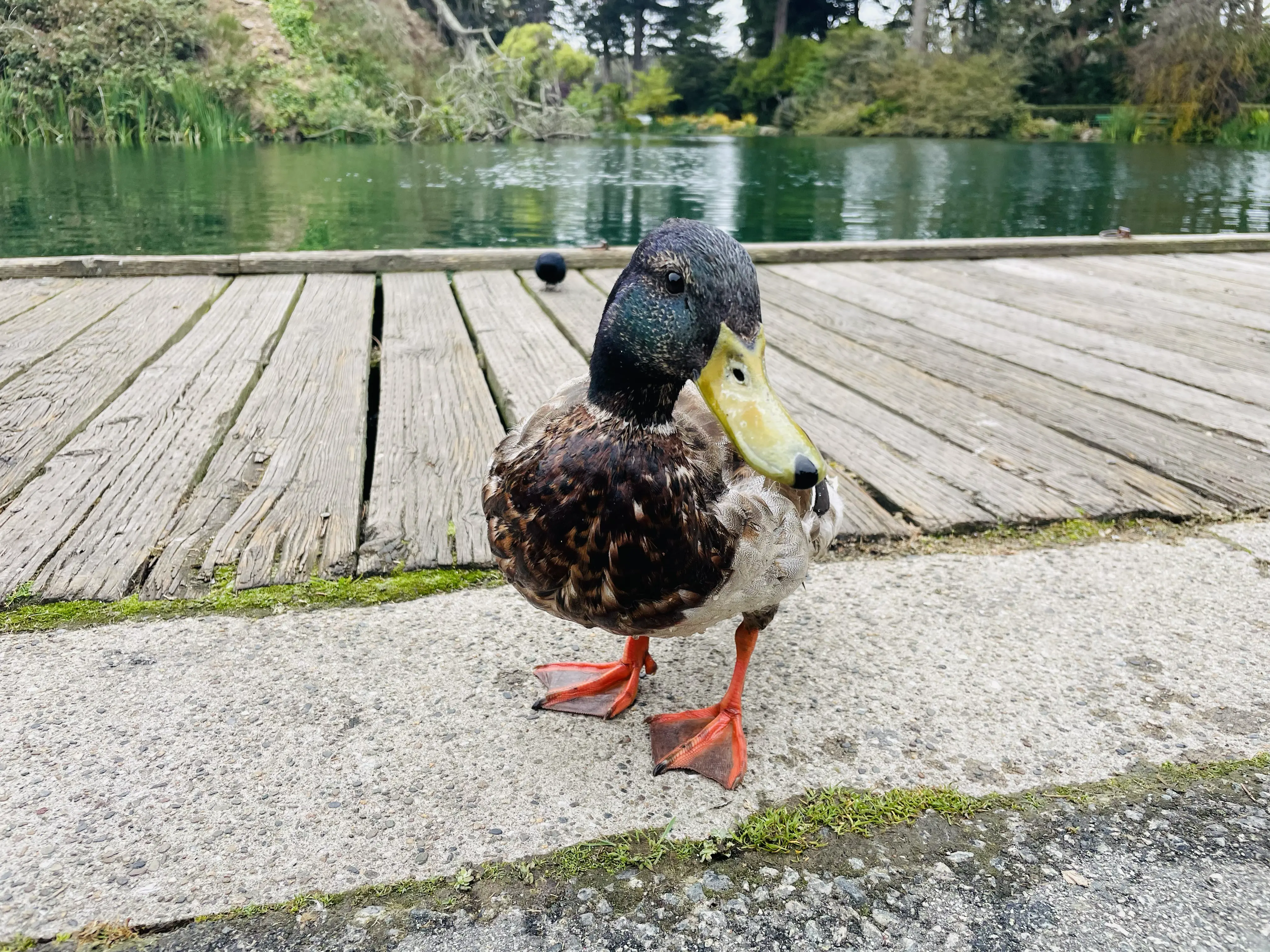 Golden Gate Park trail